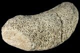 Fossil Hadrosaur Phalange - Alberta (Disposition #-) #134461-1